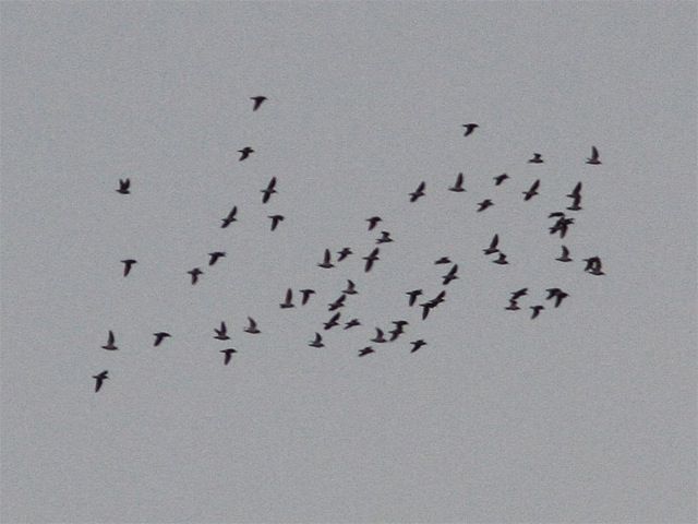 Groep van 60 oeverlopers vliegt over telpost Vijfhoek, Diemen (foto: Ricardo van Dijk)