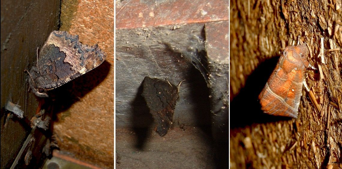 Vlinders die binnenshuis overwinteren: v.l.n.r. kleine vos, dagpauwoog en roesje (een nachtvlinder) (foto’s: Kars Veling)