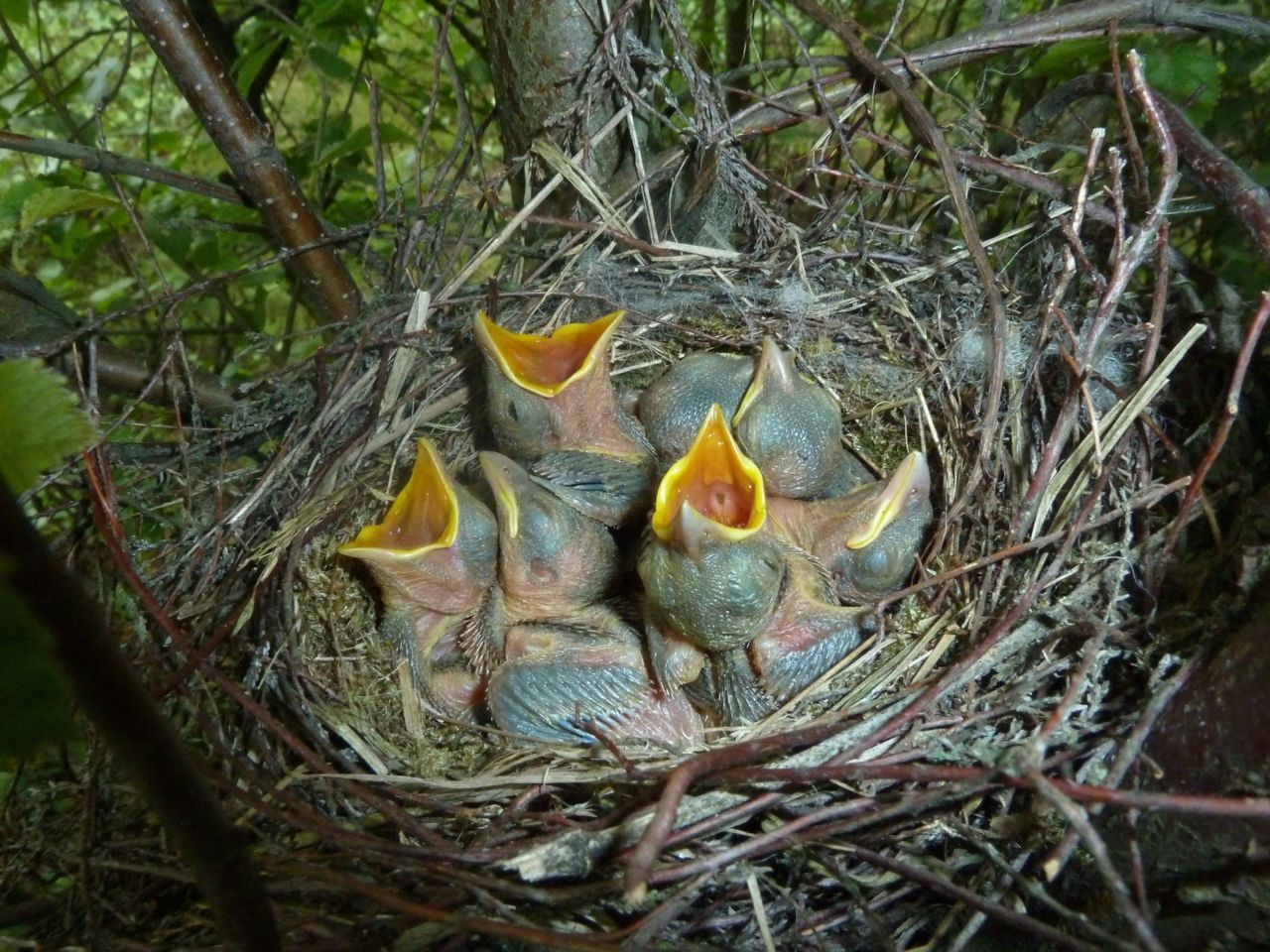 Succesvol nest met 7 hongerige klauwierenjongen (foto: Marten Geertsma)