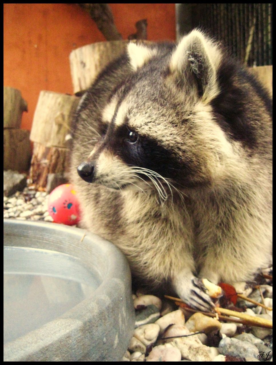 Hoewel het verboden is om zonder vergunning wasberen te houden, zijn ze toch vrij populair als huisdier. (foto: Annelies Janssens)