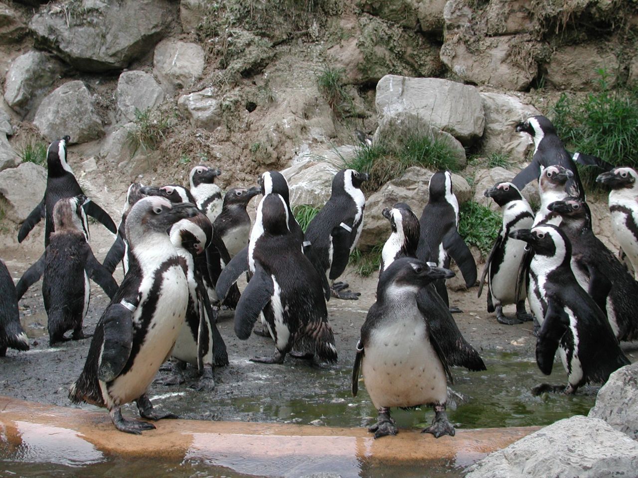 Pinguïns (foto: Marja Kik, DWHC)