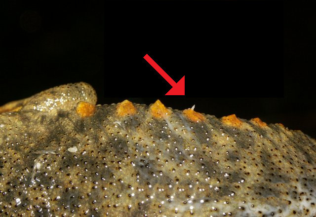 De puntige ribben van de Spaanse ribbensalamander die, bij gevaar, los door de huid worden gestoken als verdedigingsmechanisme (foto: Vaclav Gvozdik)