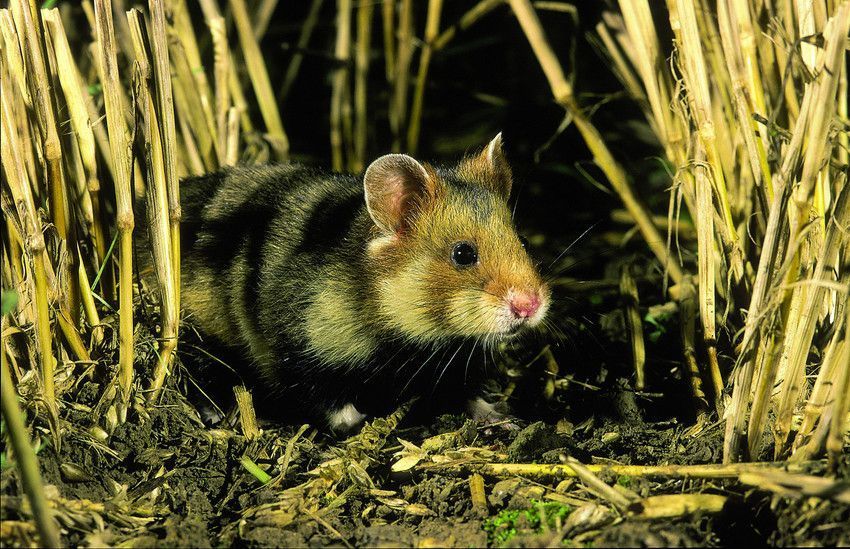 De Europese hamster werd in 2013 niet meer in Bertem gevonden. (foto: Hugo Willockx)