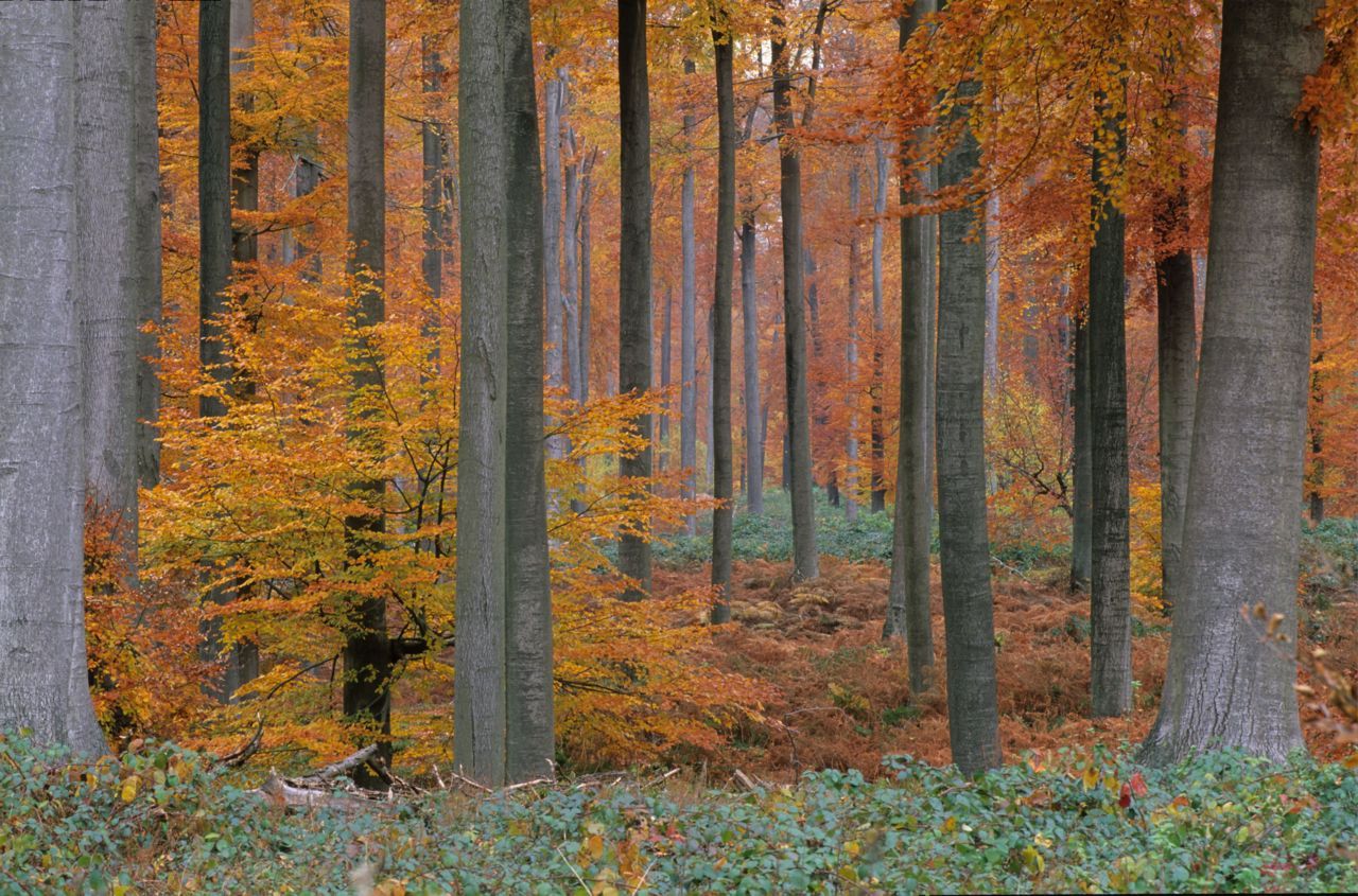 Een beukenbos in herfstkleuren. (foto: Hugo Willockx)