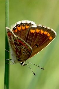 Bruin blauwtje: een van de vlinders die zal profiteren van tijdelijke natuur (foto: Kars Veling)