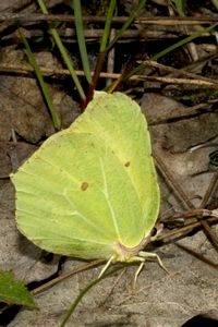 Citroenvlinder, hier een zonnend mannetje op dood blad, is al meer dan 750 maal gezien (foto: Kars Veling)