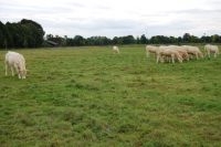 Terwijl zomerinscharing van vleesvee een eenvormig grasland oplevert (foto: FREE Nature)