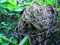 Hazelmuis in nest (foto: Dominique Verbelen)