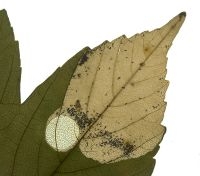 Mijn en uitgeknipt bladstuk van Heterarthrus aceris op esdoorn. De zwarte stipjes zijn de uitwerpselen van de bladwesplarve (bron: www.bladmineerders.nl; foto: Willem Ellis)