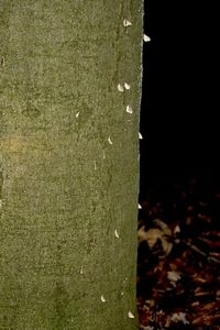 Mannetjes van de kleine wintervlinder zijn soms met tientallen als vlaggetjes op een boomstam te vinden (foto: Kars Veling)