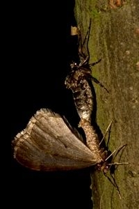Paring van kleine wintervlinder, vleugelloos vrouwtje boven en mannetje onder (foto: Kars Veling)