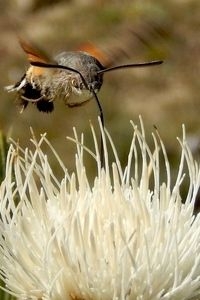 Nog weken te zien: kolibrievlinder (foto: Kars Veling)