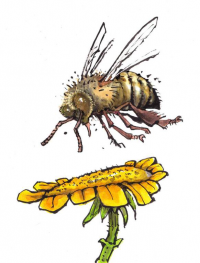 Op 30 mei 2015 vindt het Bijenfestival Wageningen Zoemt plaats