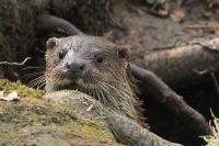 Otter close-up van kop (foto: Bart Beekers)