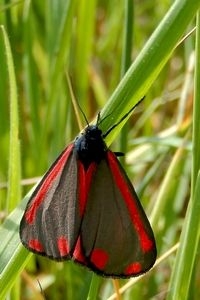 Sint-jacobsvlinder heeft rode stip en streep. Vliegend valt de felrode achtervleugel op (foto: Kars Veling)