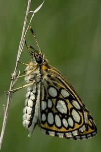 Het spiegeldikkopje is inderdaad een fotogenieke vlinder (foto: Kars Veling)