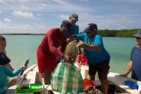 STCB Weighing a Turtle with Nature Managers from Saba, St. Maarten and St. Eustatius (foto: STCB-Bonaire)