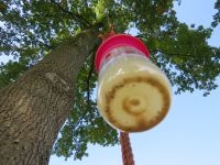 Fruitvliegval in eikenboom op 16 meter hoog (foto: Silvia Hellingman)