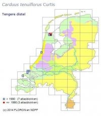 Verspreiding van Tengere distel in Nederland voor en na 1990 (foto: FLORON en NDFF)