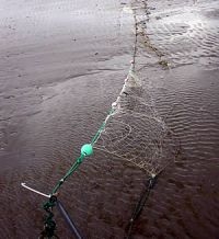 Bruinvissen geraken regelmatig verstrikt in warrelnetten voor de Belgische kust (foto: BMM)