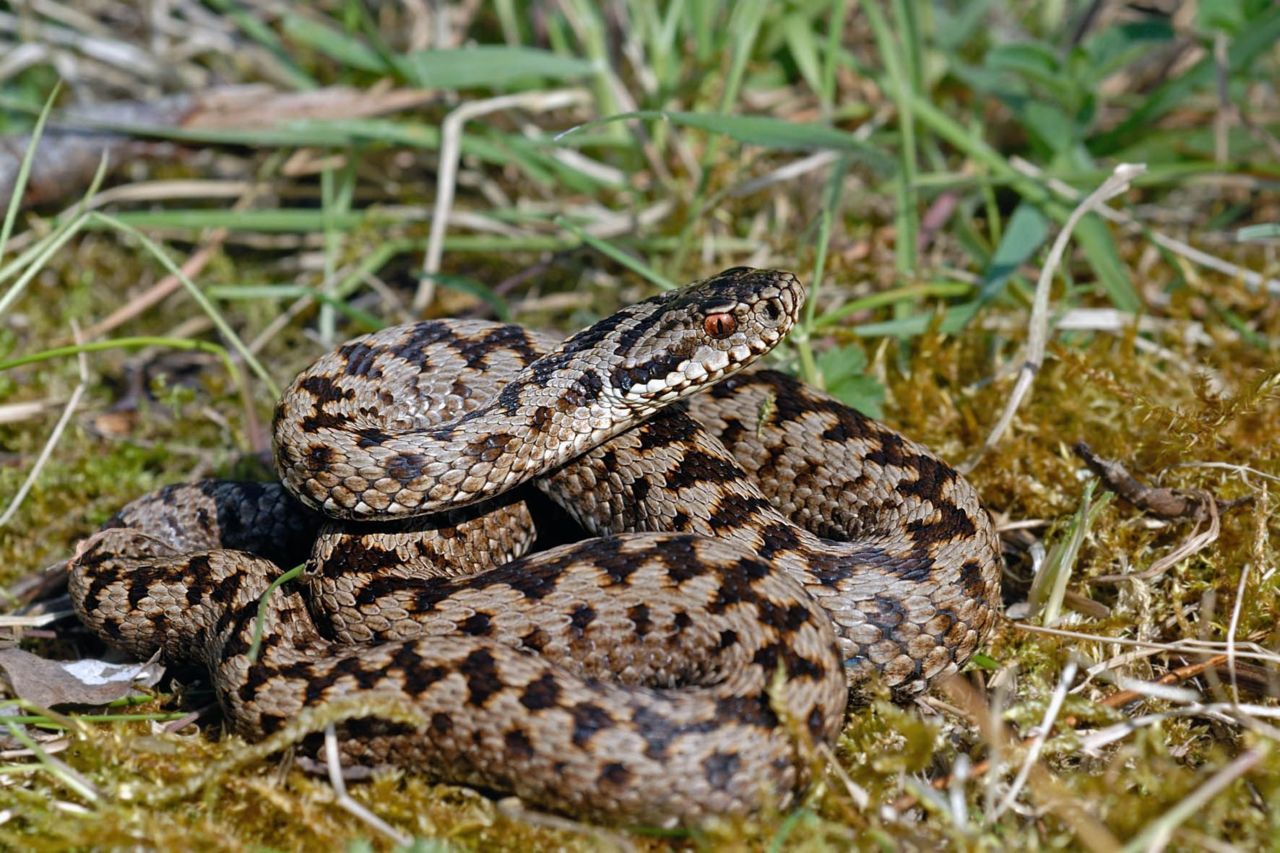 Adder, de favoriete hap van een Slangenarend (foto: Jan Van der Voort)