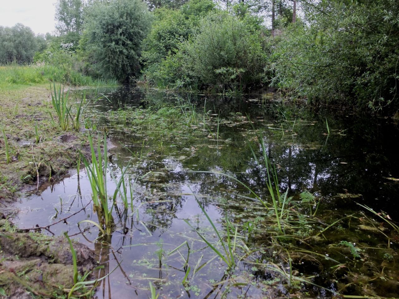 Een van de belangrijkste voortplantingspoelen in het Viskot in Linter: de waterkolom bevat helder water en een structuurrijke watervegetatie, en de poel valt af en toe eens droog (foto Iwan Lewylle)