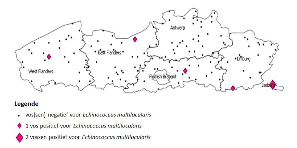 Geografische spreiding van de bemonsterde vossen in Vlaanderen in 2012 en van de positief bevonden vossen voor Echinococcus multilocularis. (foto: ANB)