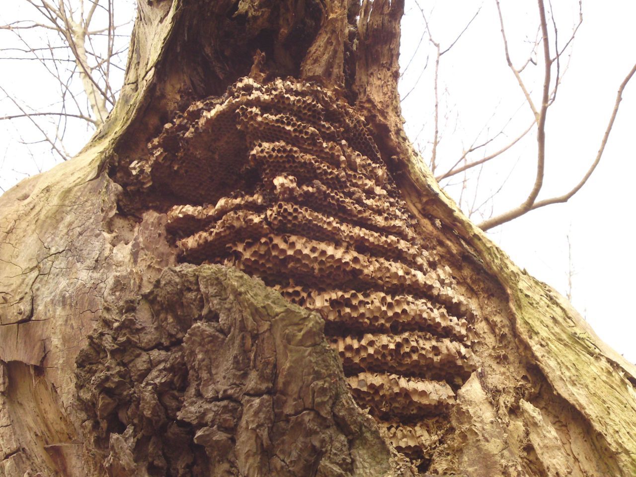 Oud wespennest in boom (foto: Arnold van Vliet)