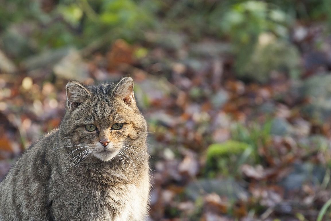 Wilde kat (©foto: Bob Luijks)