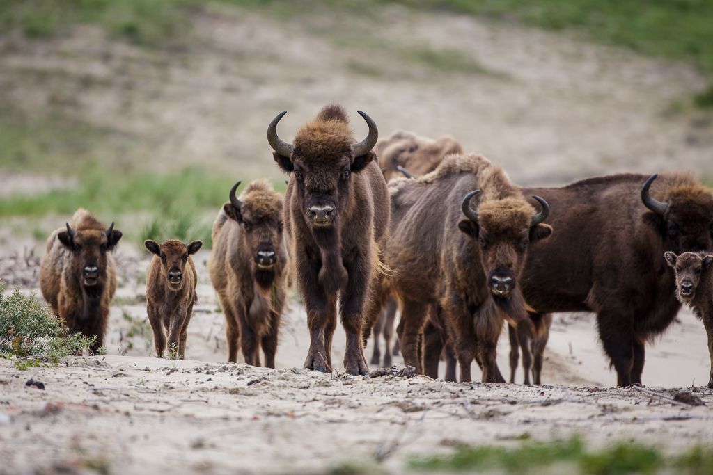 Kraansvlak European bison, photo by Ruud Maaskant