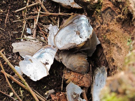 Hoopjes schelpresten van Brede zwanenmossel werden eind februari op verscheidene plaatsen naast de Leie aangetroffen (foto: Anaïs Van Goethem)