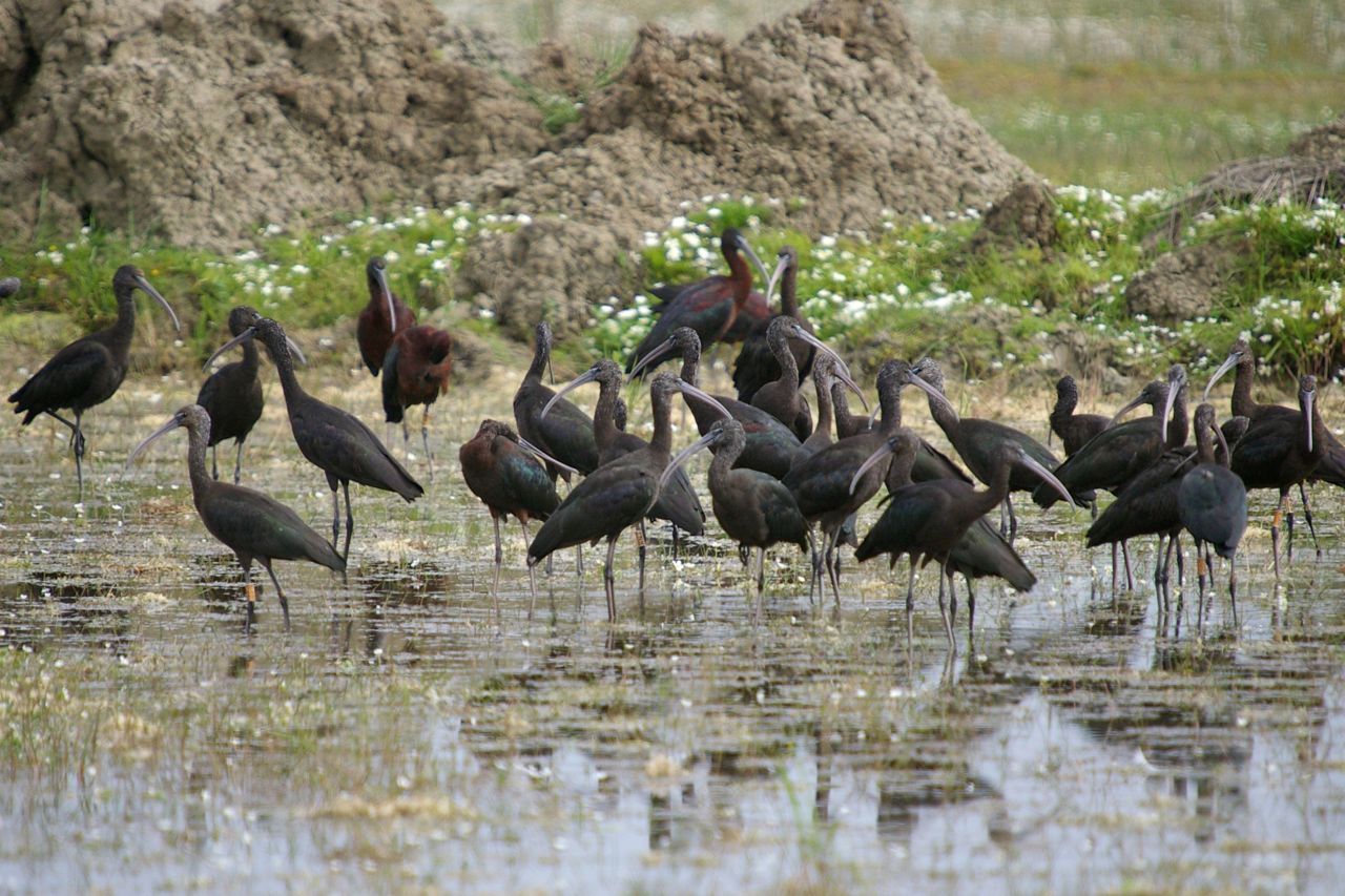 Zwarte ibissen (foto: Menno Hornman)